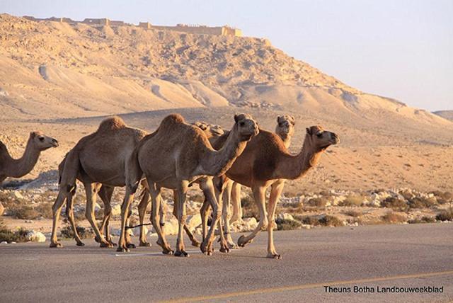 Desert View Arad Exterior foto